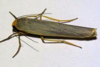 Manulea complana