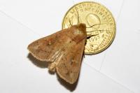 Mythimna ferrago