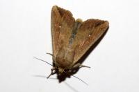 Mythimna unipuncta