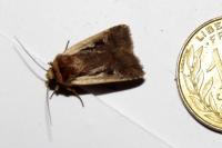 Ochropleura plecta