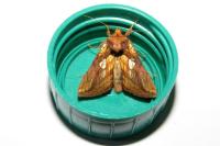 Plusia festucae