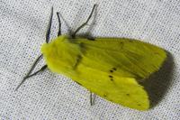 Spilarctia lutea