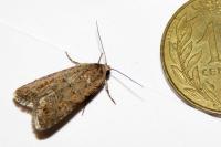 Spodoptera exigua