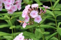 Macroglossum stellatarum