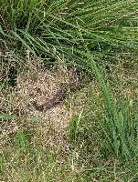Vipera berus
