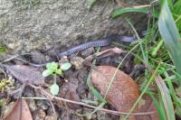 Natrix helvetica