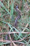 Vipera berus