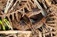 Vipera berus