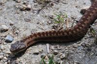 Vipera berus