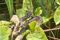 Vipera berus