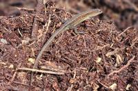 Zootoca vivipara
