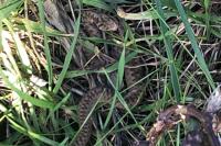 Vipera berus