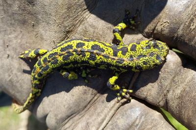 Triturus marmoratus