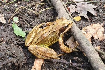 Rana temporaria