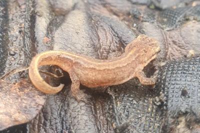 Lissotriton helveticus