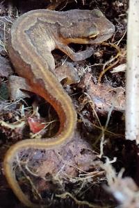 Lissotriton helveticus