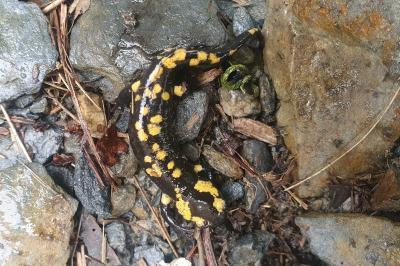 Salamandra salamandra