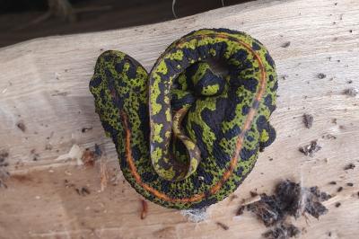 Triturus marmoratus