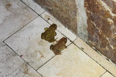 Bufo spinosus