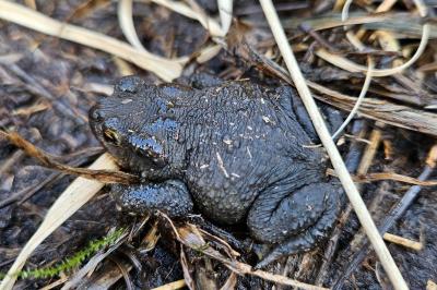 Bufo spinosus