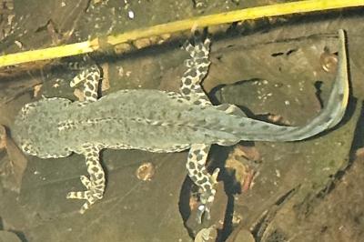 Ichthyosaura alpestris