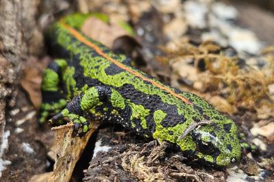 Triturus marmoratus