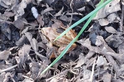 Rana temporaria