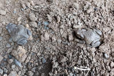 Bufo spinosus