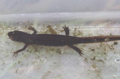Lissotriton helveticus