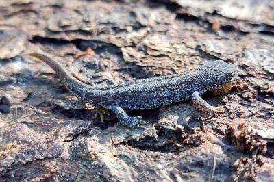 Ichthyosaura alpestris