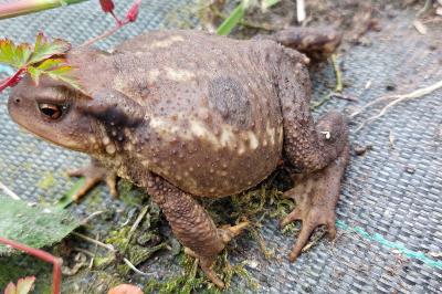 Bufo spinosus
