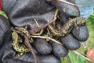 Triturus marmoratus