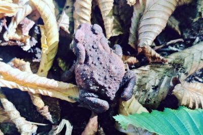 Bufo spinosus