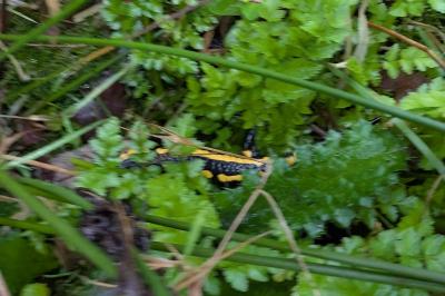 Salamandra salamandra