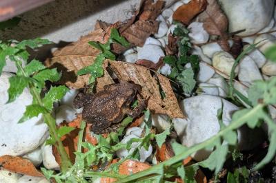 Bufo spinosus