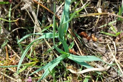 Carex panicea