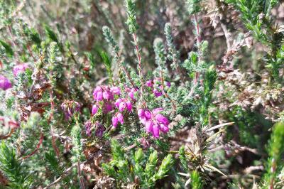 Erica cinerea
