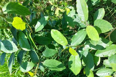 Frangula alnus