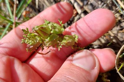 Pedicularis sylvatica