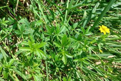 Potentilla erecta