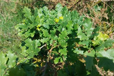 Quercus robur