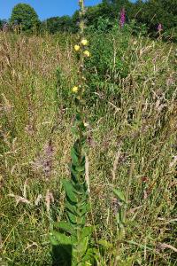 Verbascum virgatum