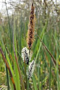 Carex nigra