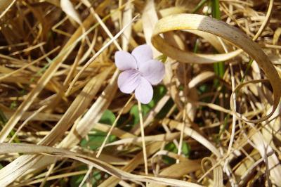 Viola palustris