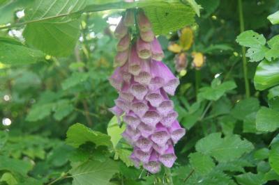 Digitalis purpurea