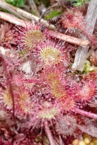Drosera intermedia