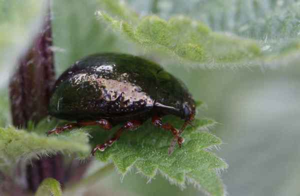 Chrysolina bankii