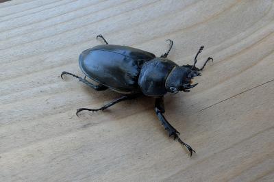 Lucanus cervus