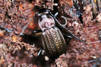 Carabus granulatus