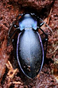 Carabus violaceus purpurascens